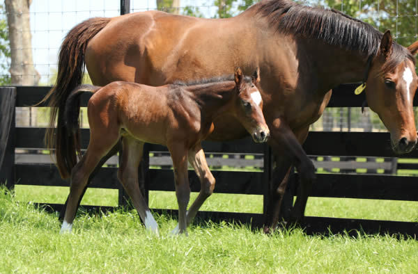 A star in the making, Ceolwulf as a foal at Cambridge Stud.