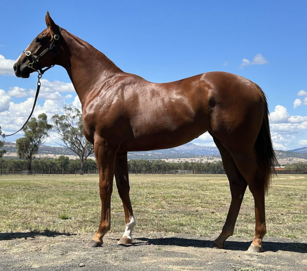 Certain Rise a $400,000 Inglis Easter yearling