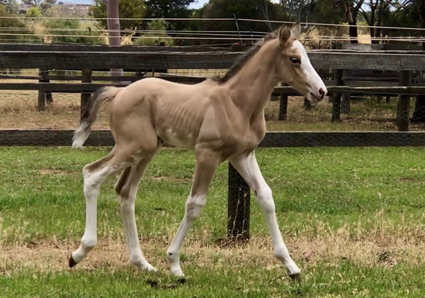 Gold Heart colt from Maybe Mabelline