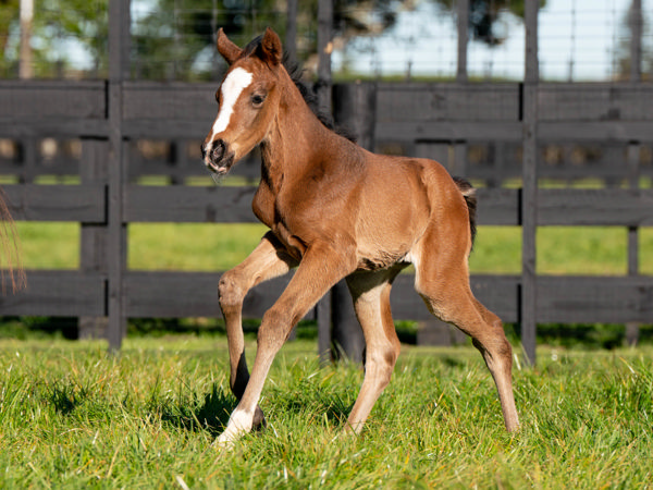 Chaldean (GB) filly from Top Note.