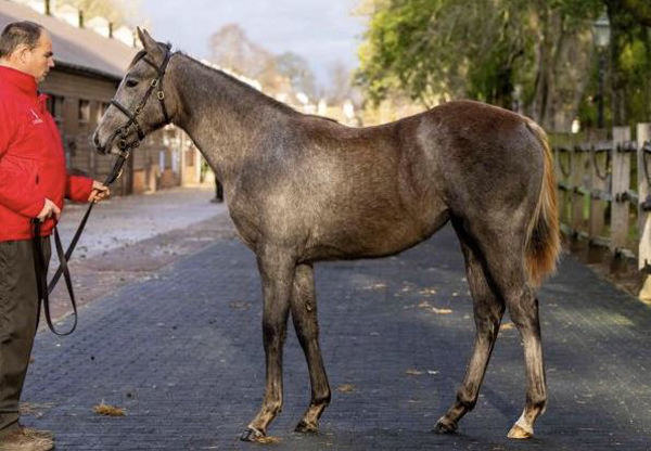 Chaldean filly that sold for 240,000 guineas.
