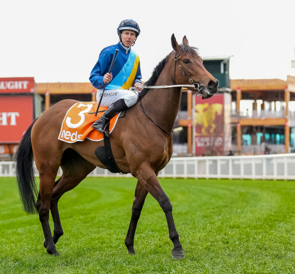 The statuesque Charm Stone looks the part under Damian Lane (image Scott Barbour/Racing Photos)