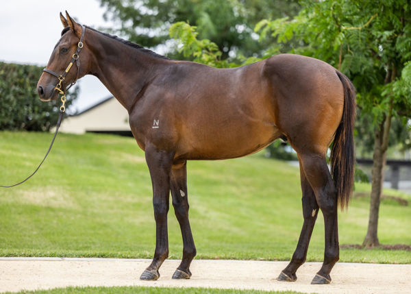 Charming Legend a $550,000 Inglis Classic yearling