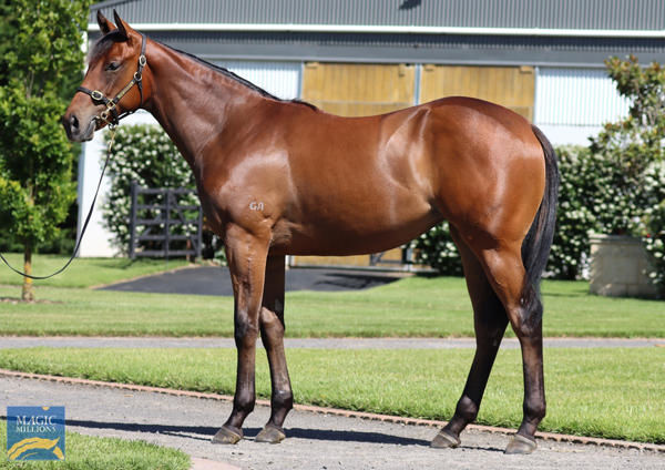 Chateau Miraval a $650,000 Magic Millions yearling