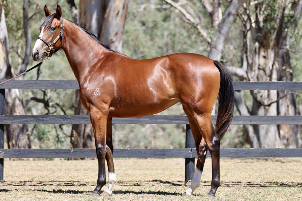Chill The Krug a $130,000 Inglis Premier yearling