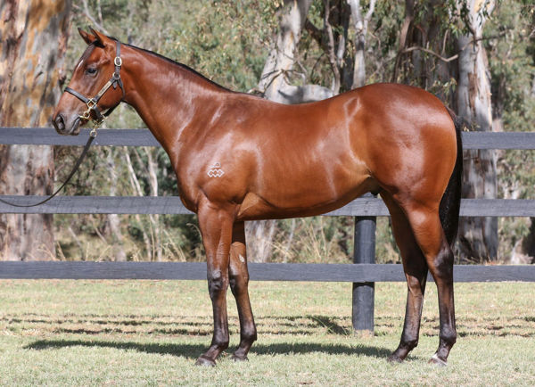 Citizenship a $900,000 Inglis Premier yearling