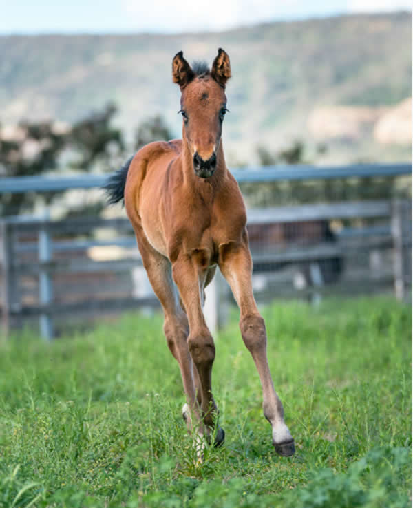 Kementari colt from With Care - all foal images by Joan Faras.