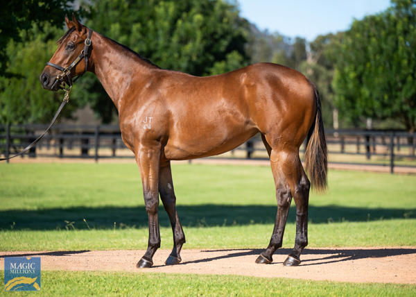 Clean Energy a $2.6 million Magic Millions yearling
