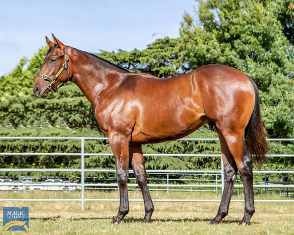 Coast Guard a $750,000 Magic Millions yearling