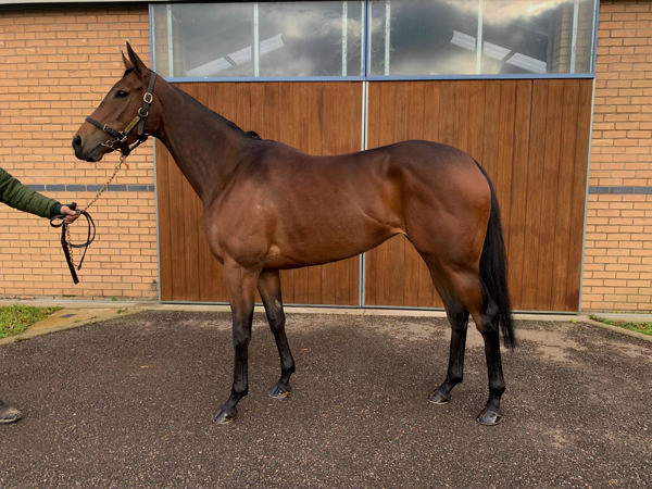 Coco Jamboo a 160,000 gns purchaseat tattersalls (image Tattersalls)