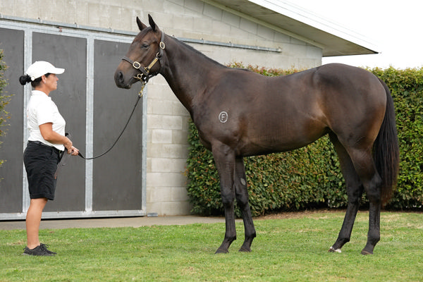 Coeur Volante as a yearling.