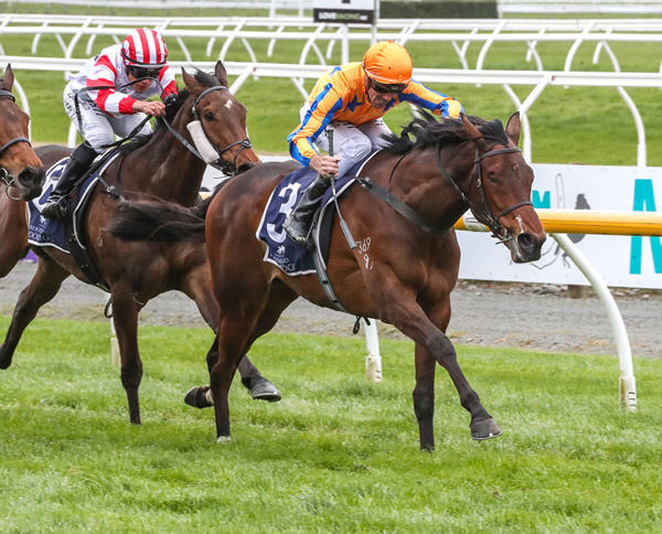 Jason Laking drives Cognito to an impressive win at Riccarton Photo credit: Race Images South