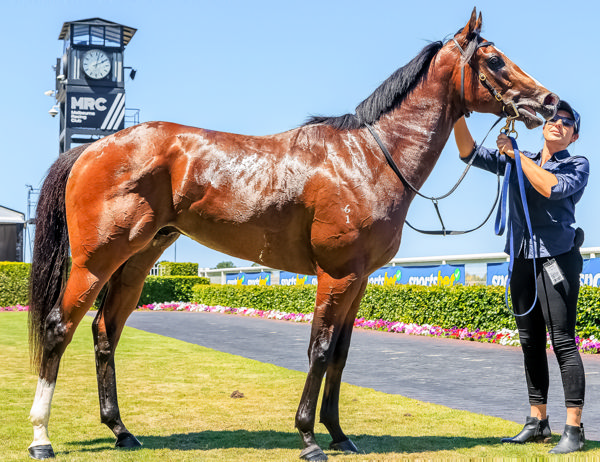 A handsome son of Pierata, there is a bit riding on Coleman in the Diamond (image Grant Courtney)