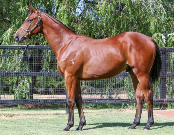 Colmar was withdrawn from the Inglis Premier Yearling Sale