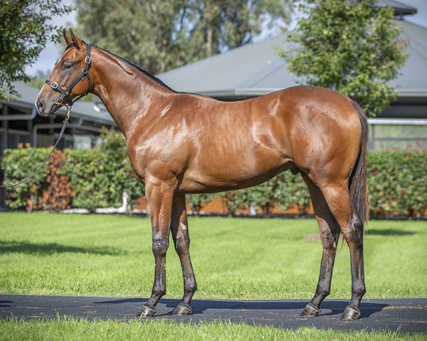 Congregation a $2,250,000 Inglis Easter yearling