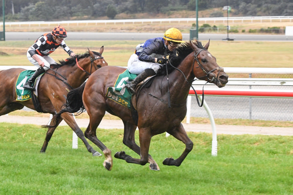 Cosmic Vega relished the conditions (image Brett Holburt/Racing Photos)