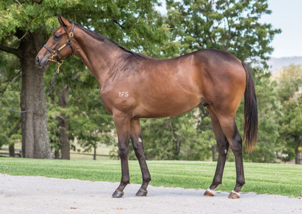 Cosmo Centaurus a $140,000 Inglis Classic yearling