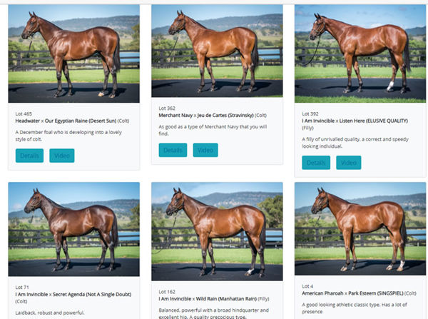 Click to see the full draft of nine Inglis Easter yearlings from Cressfield.