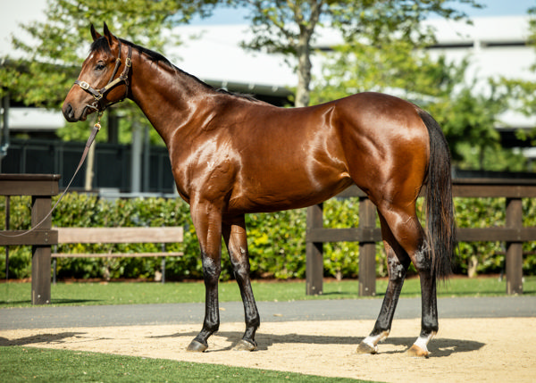 Cristal Clear a $50,000 buy at the Inglis Ready2Race Sale