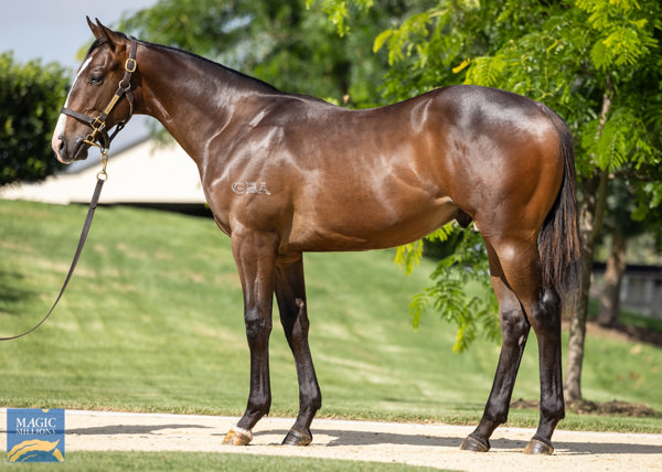 Critique a $775,000 Magic Millions yearling