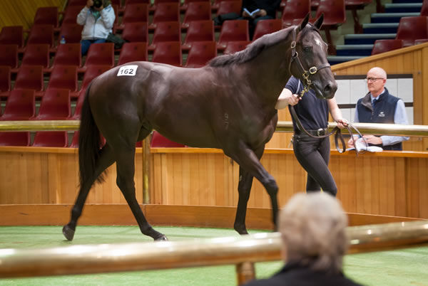 $500,000 Savabeel colt from Saoirse