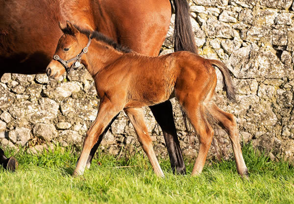First Northern Hemisphere bred foal for St Mark's Basilica.