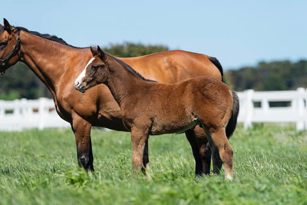 Tosen Stardom colt from Cloud Buster