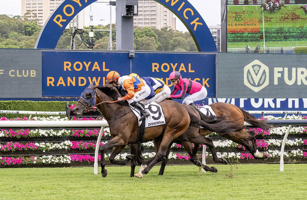 Cuban Royale overpowers them (image Inglis)