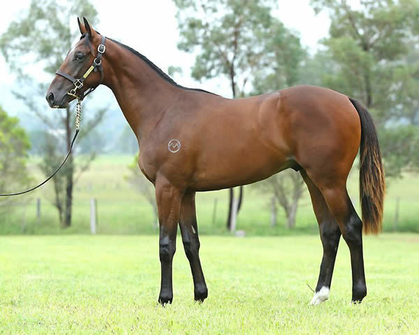 Cuban Royale a $34,000 Inglis Classic yearling
