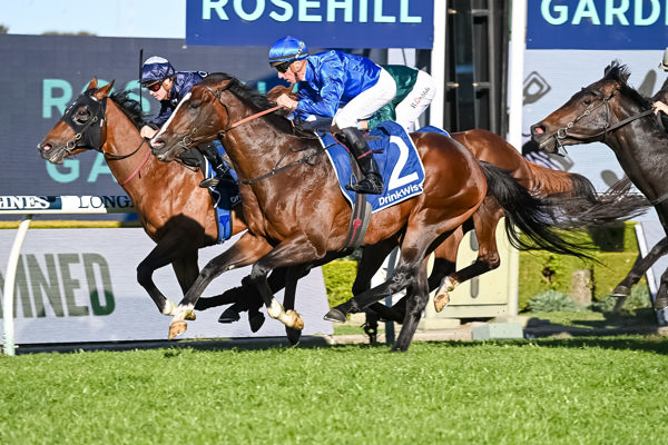 Cylinder won the G2 Run to the Rose and was third in the G1 Golden Rose - image Steve Hart