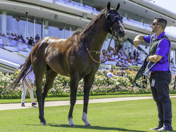 Cylinder emulated his sire by winning the Newmarket (image Grant Courtney)