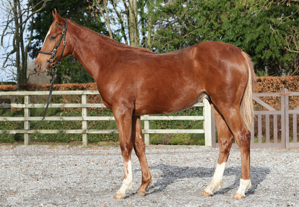 Zoustar colt from La Collina that sold for 150,000 guineas.