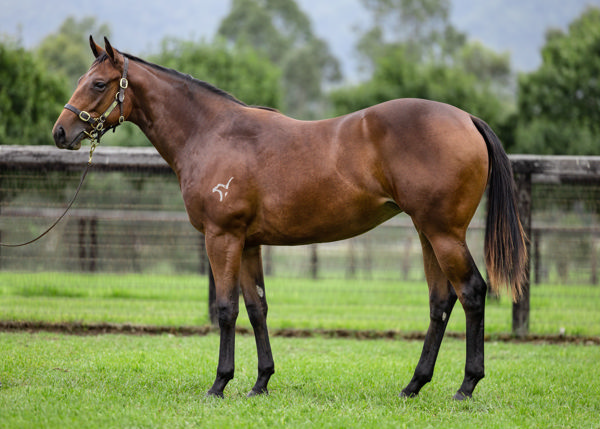 Daella a $240,000 Inglis Easter yearling