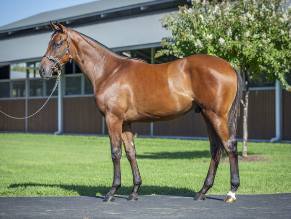 Daggers a $260,000 Inglis Easter yuearling