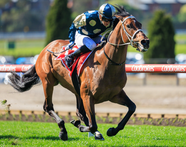 Daggers in full flight (image Grant Courtney)