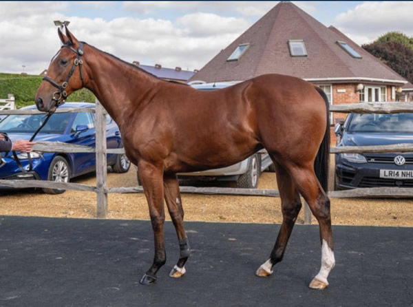 Dandana was the second highest priced yearling by Blue Point at Tattersalls October Book 1 in 2024.