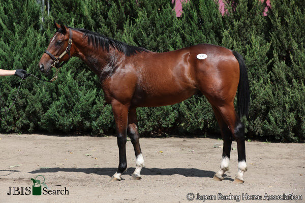 Danon Ayers Rock as a yearling