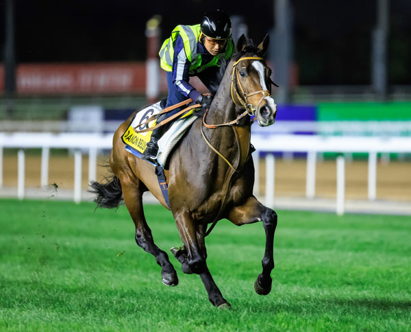 Danon Belugia hoping to go one better than his second last year to Lord North in the Dubai Turf (image Grant Courtney)