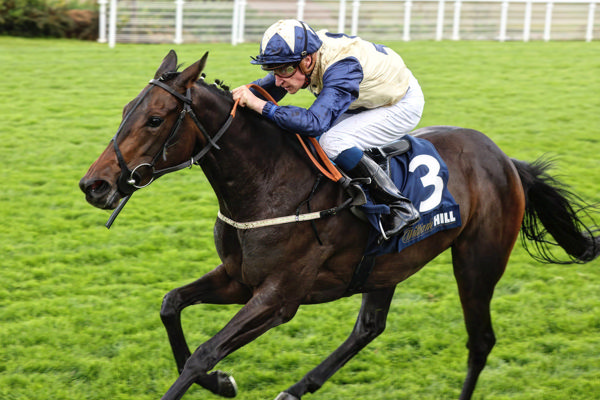 Darnation makes it two from three (image Watership Down Stud)