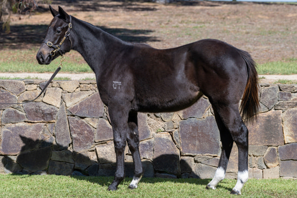 Lot 294 - Damier filly from Head to Head.
