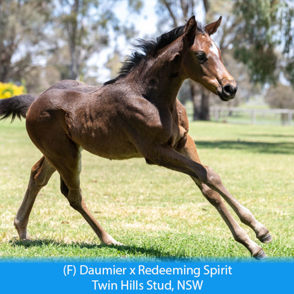 Daumier x Redeeming Spirit filly