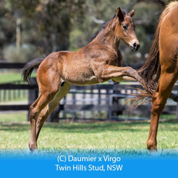 Daumier x Virgo colt