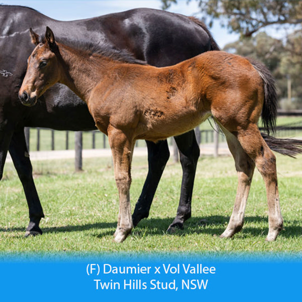 Daumier x Vol Valle filly