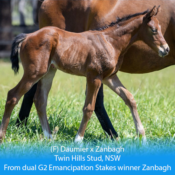 Daumier x Zanbagh filly