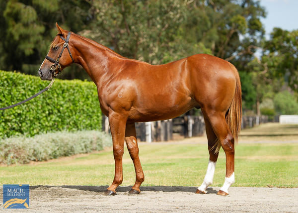 Dawn Service a $1,400,000 Magic Millions yearling