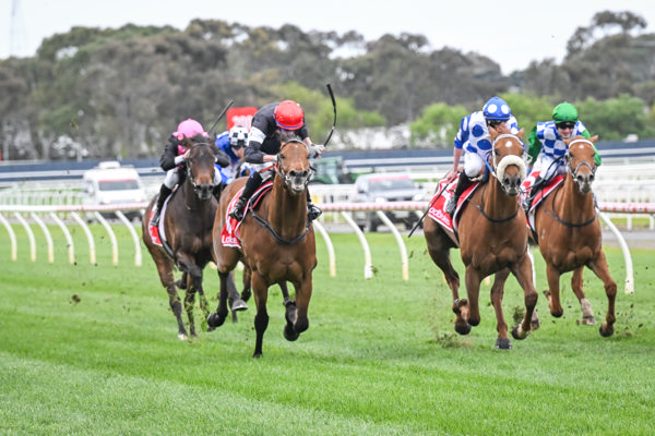 De Bergerac rounds them up (image Reg Ryan/Racing Photos)