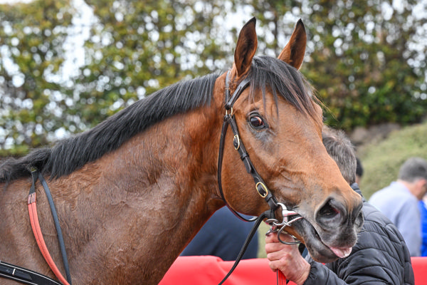 De Bergerac back on track (image Reg Ryan/Racing Photos)