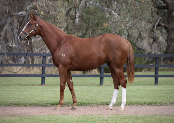 Declichy Boulevard a $380,000Inglis Easter yearling