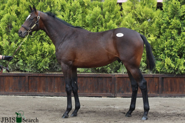Sale-topping Deep Impact x King's Rose colt