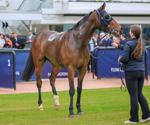 Detroit City a typically stunning individual by Toronado (image Grant Courtney)